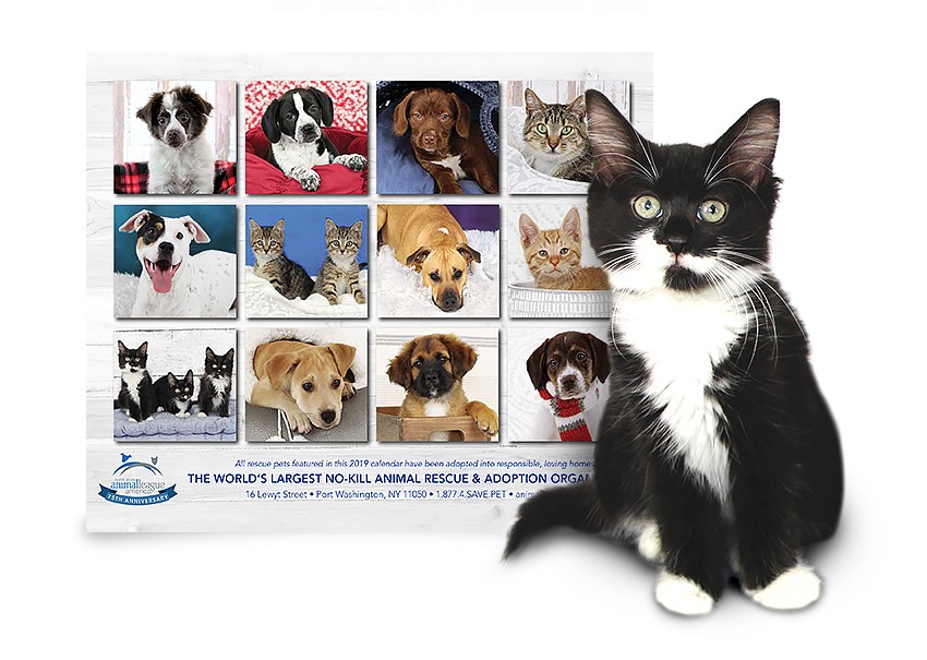 Calendar back with kitten